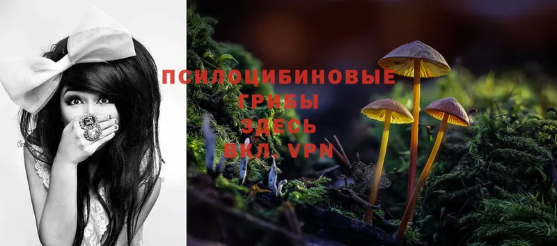 Галлюциногенные грибы Magic Shrooms  hydra зеркало  Малоархангельск 